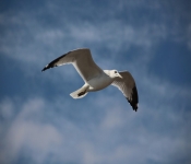 2013 10 12 DuluthWildLife  129